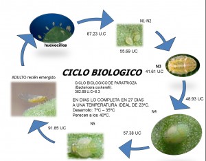 CicloBiologico2